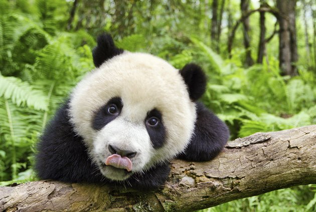 BBC超萌紀錄片，38種動物的一天，原來這麼神奇